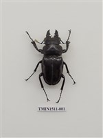 藏品(鍬形蟲科(二))的圖片